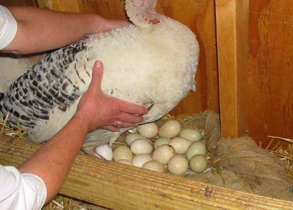 Когда начинают нестись индюшки первый раз