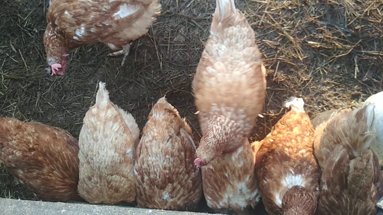 Яйценоскость кур: как повысить в домашних условиях