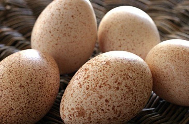 Инкубация индюшиных яиц: таблица режимов