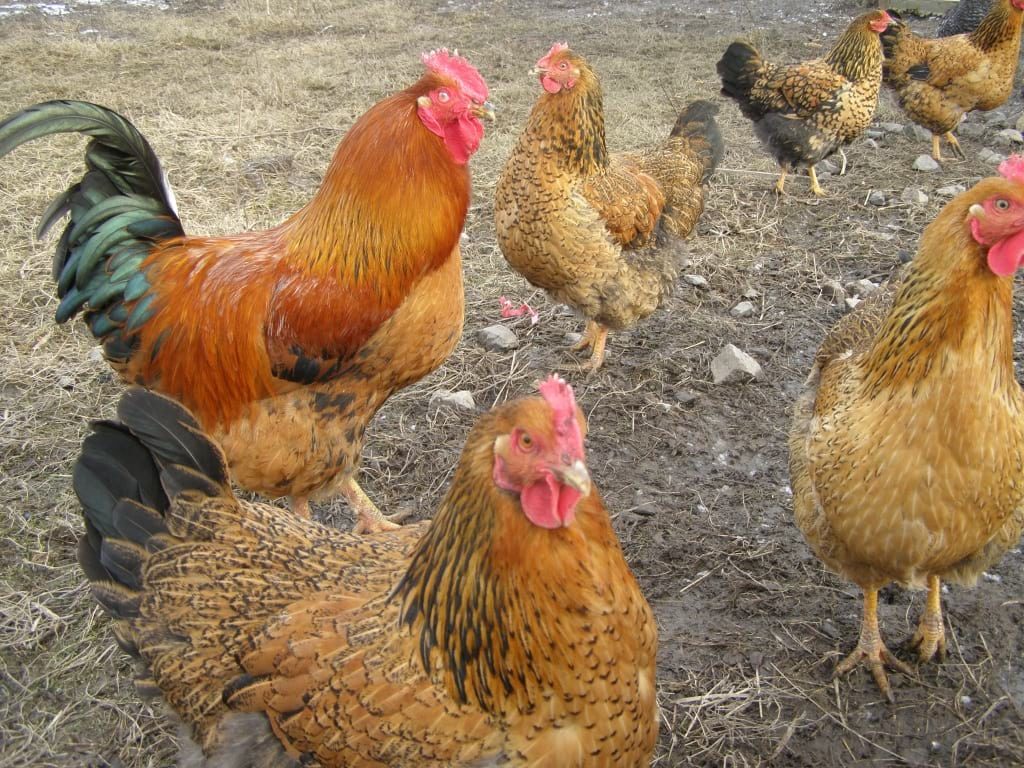 Куры амрокс — разведение и выращивание