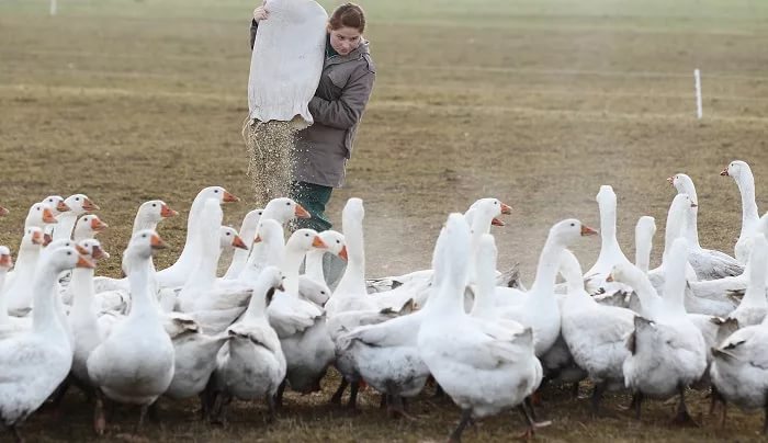 Сколько лет живут гуси в домашних условиях